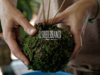 El arte del kokedama