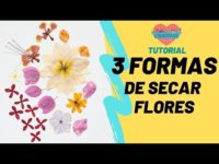 Tres formas para secar flores
